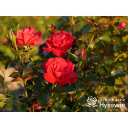 Summer Sangria® – czerwona róża rabatowa odporna | Hyżowie
