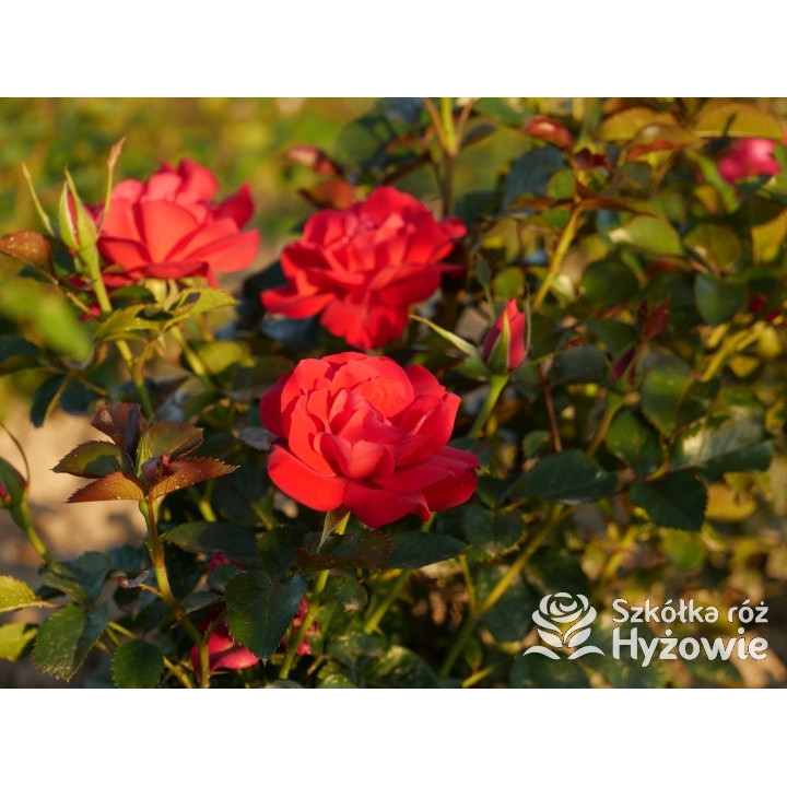 Summer Sangria® – czerwona róża rabatowa odporna | Hyżowie