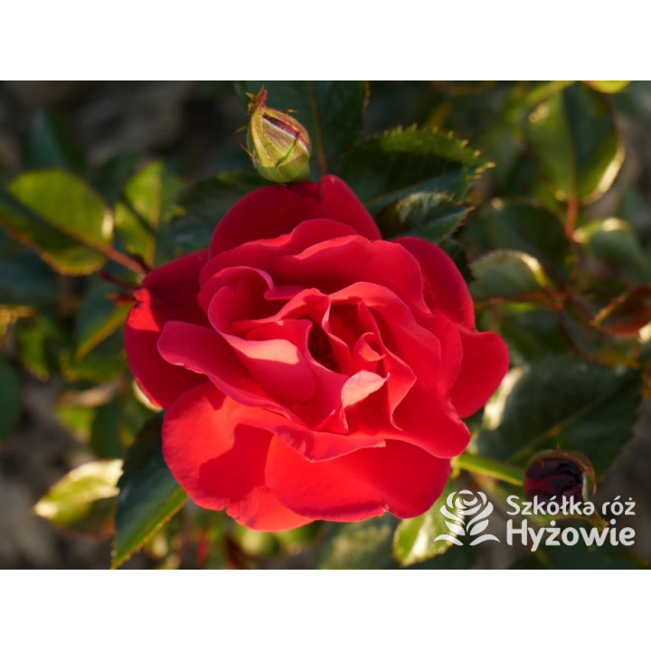 Summer Sangria® – czerwona róża rabatowa odporna | Hyżowie