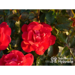 Summer Sangria® – czerwona róża rabatowa odporna | Hyżowie