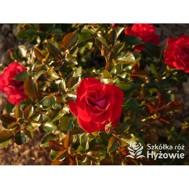 Summer Sangria® – czerwona róża rabatowa odporna | Hyżowie