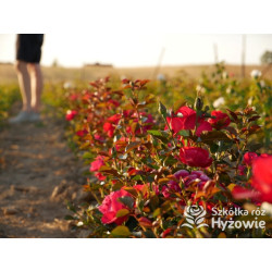 Summer Sangria® – czerwona róża rabatowa odporna | Hyżowie