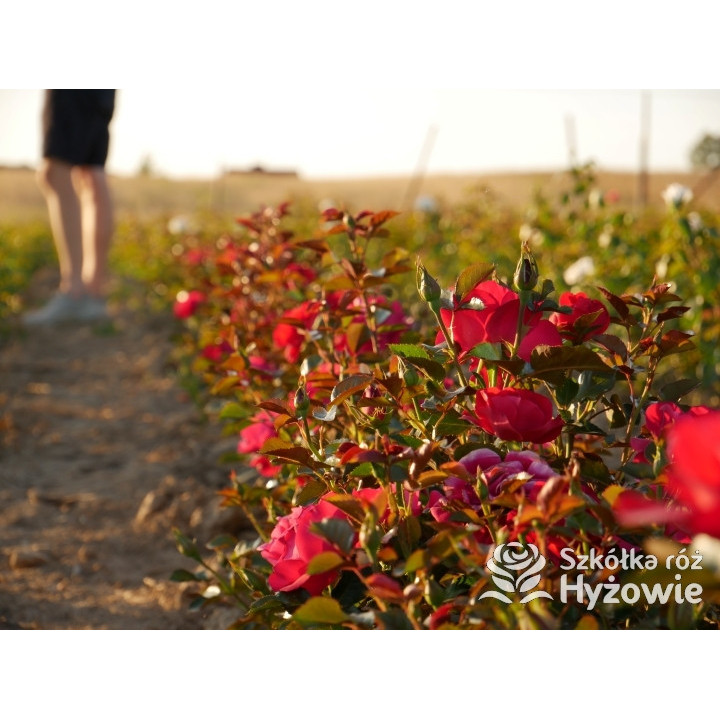 Summer Sangria® – czerwona róża rabatowa odporna | Hyżowie