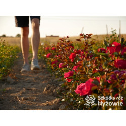 Summer Sangria® – czerwona róża rabatowa odporna | Hyżowie