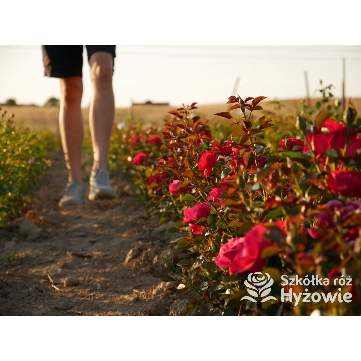 Summer Sangria® – czerwona róża rabatowa odporna | Hyżowie