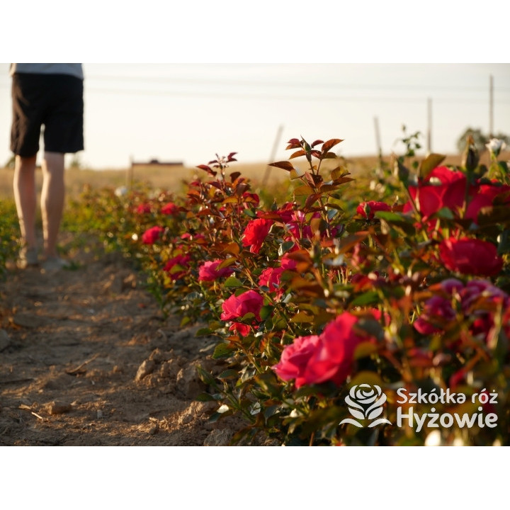 Summer Sangria® – czerwona róża rabatowa odporna | Hyżowie