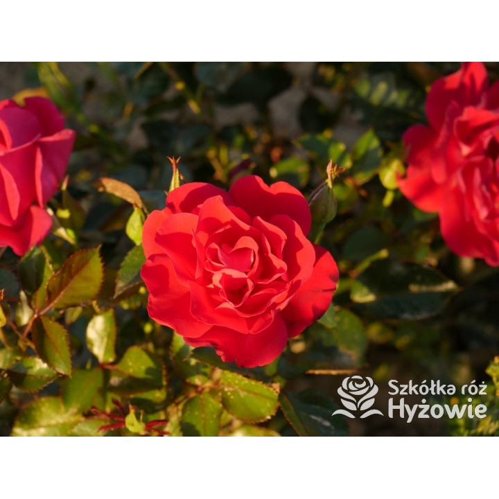 Summer Sangria® – czerwona róża rabatowa odporna | Hyżowie