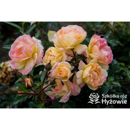Róża okrywowa żółta Candela® | Szkółka Róż Hyżowie | Rosen Tantau