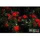 Zwergenefee 09® drobne kwiaty, pełne, czerwonej barwy. Bogate kwitnienie. Niziutki krzew.