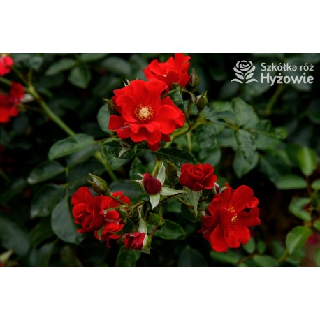 Alpenglühen® półpełne, pofalowane o intensywnej czerwonej barwie kwiaty. Intensywna zieleń liści. Niski krzew.