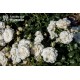 Kastelruther Spatzen® drobne, bogato kwitnące kwiaty o białej barwie, przyjemnie pachnące. Niski krzew.