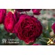 Gräfin von Hardenberg® Duży, nabity płatkami kwiat, ciemno-karminowej barwy, intensywnie pachnie. Średniej wysokości krzew.