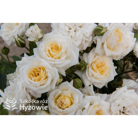 Róża miniaturowa kremowa Honeymilk® |Szkółka Róż Hyżowie| Rosen Tantau
