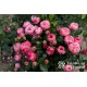 Playful Rokoko® Małe, nabite płatkami kwiaty, różowej barwy. Niski krzew.