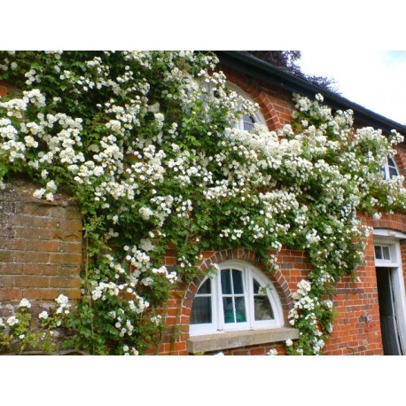 'Bobby James' - Róże Pnące - 