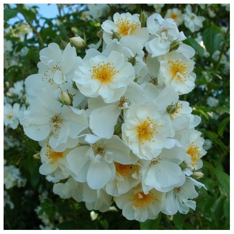 'Bobby James' Drobne, puste kwiaty , białej barwy, bardzo przyjemnie pachnące . Wysoki krzew.
