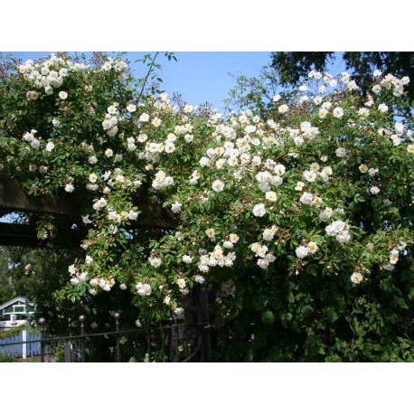 'Bobby James' - Róże Pnące - 