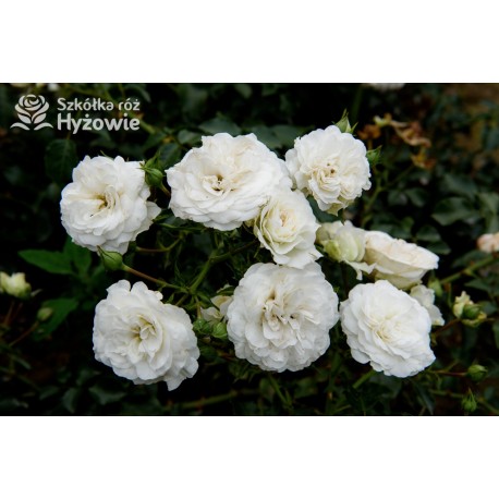 Kastelruther Spatzen® drobne, bogato kwitnące kwiaty o białej barwie, przyjemnie pachnące. Niski krzew.
