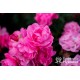 Maxi Vita® Małe, różowej barwy kwiaty. Błyszczące liście. Niski krzew.