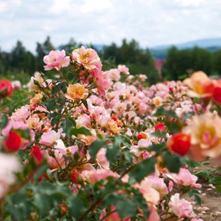 Róże Okrywowe - Sadzonki sprzedaż sklep -  HYZOWIE