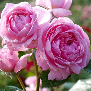 Róże Parkowe - Sadzonki sprzedaż sklep -  HYZOWIE