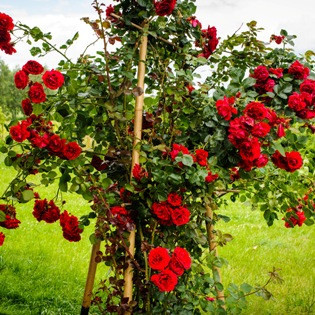 Róże Pnące - Sadzonki sprzedaż sklep -  HYZOWIE