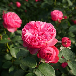 Róże Rabatowe - Sadzonki sprzedaż sklep -  HYZOWIE