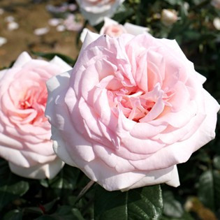 Róże Wielkokwiatowe - Sadzonki sprzedaż sklep -  HYZOWIE