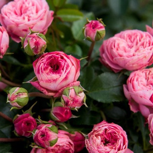 Róże Rokoko - Sadzonki sprzedaż sklep -  HYZOWIE