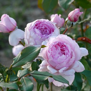 Róże Angielskie - Sadzonki sprzedaż cena -  HYZOWIE