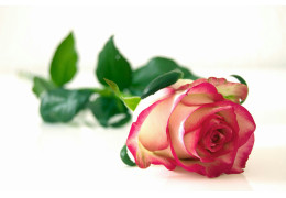 Róże okrywowe – sadzenie, pielęgnacja i zastosowanie w ogrodzie