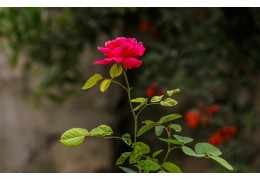 Jakie donice i pojemniki do róż?