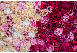 Co lubią róże – jak stworzyć dla nich idealne warunki w ogrodzie