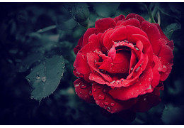 Jak dokładnie przygotować glebę do sadzenia róż? 