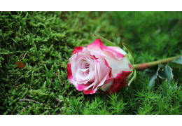 Jak dbać o róże jesienią?