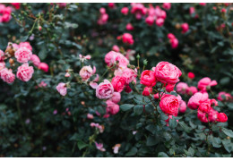 Czy róże są kwasolubne? Jakiego sąsiedztwa nie lubią róże i jak zapewnić im idealne warunki w ogrodzie