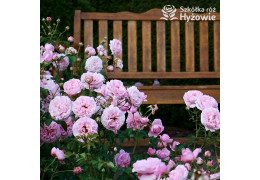 Uprawa i właściwa pielęgnacja róż rabatowych krok po kroku – przez cały sezon