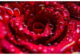 Róże na pniu przed domem – jak sadzić, pielęgnować i zabezpieczyć krzewy pienne