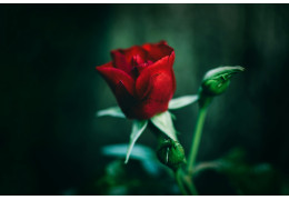 Jak zabezpieczyć róże przed mrozem?