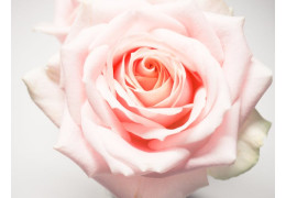 Jakie najpiękniejsze róże do ogrodu?