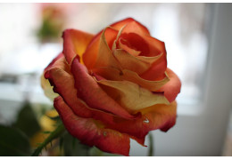 Ochrona róż przed szkodnikami - co warto wiedzieć?