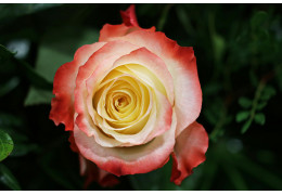 Wiosenne róże – jak prawidłowo przycinać i dbać o krzewy po zimie