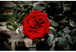 Uprawa róż bez chemii - czy tak się da?