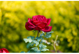 Sadzenie róż okrywowych 