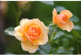 Róże – dlaczego dziczeją?