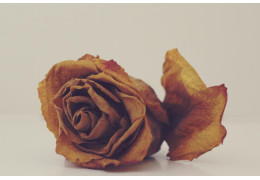 Dlaczego róża doniczkowa usycha? Poznaj częste powody! 