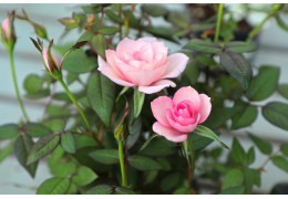 Róże miniaturowe w doniczce - jak pielęgnować? 